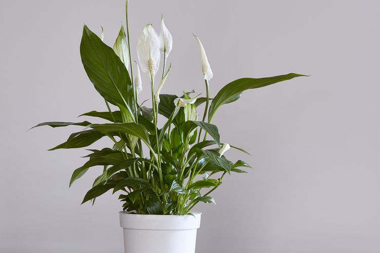 Ilustrasi peace lily.