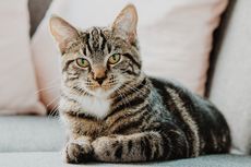 5 Cara Mencegah Bulu Kucing Menjadi Kusam