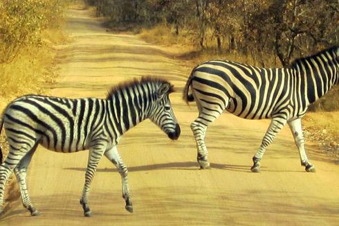 Ada Sesuatu tentang Zebra yang Tak Pernah Diketahui Manusia, Ini Dia