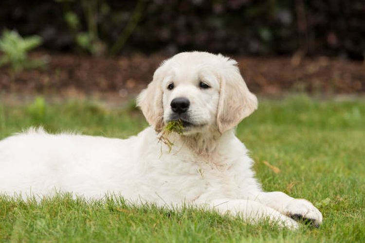 mengapa anjing memakan rumput?