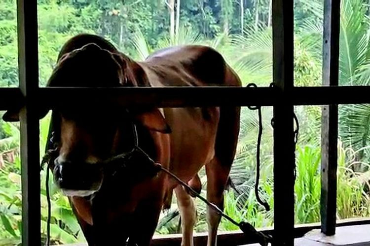 Sapi kurban bantuan Presiden Joko Widodo untuk Idul Adha yang dititipkan kepada seorang peternak di Kecamatan Kapuas, Kabupaten Sanggau, Kalimantan Barat (Kalbar) diduga terinfeksi penyakit mulut dan kuku (PMK). 