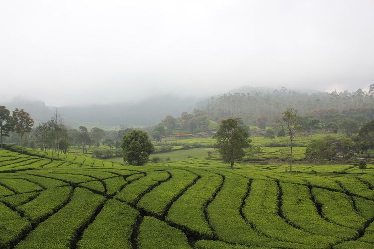Rancabali, Kabupaten Bandung, Jawa Barat