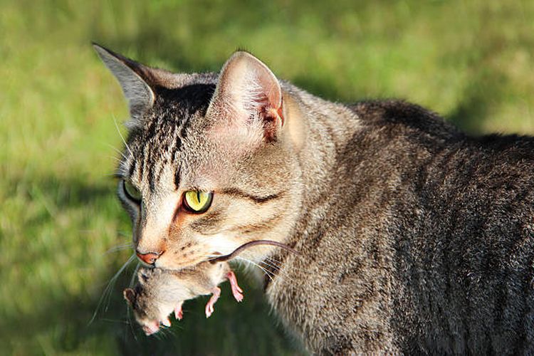 Ilustrasi alasan kucing suka mengejar tikus.