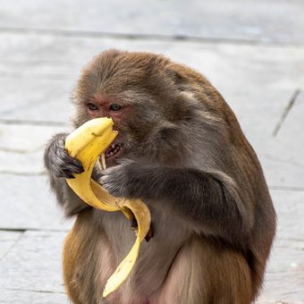Ilustrasi monyet makan pisang.
