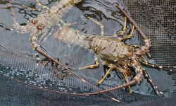 Kementerian KP Gandeng Kejagung Implementasikan Tata Kelola Penangkapan dan Budi Daya Lobster 