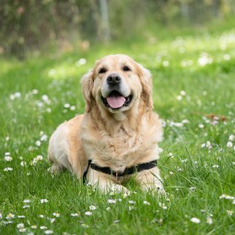 Labrador Retreiver