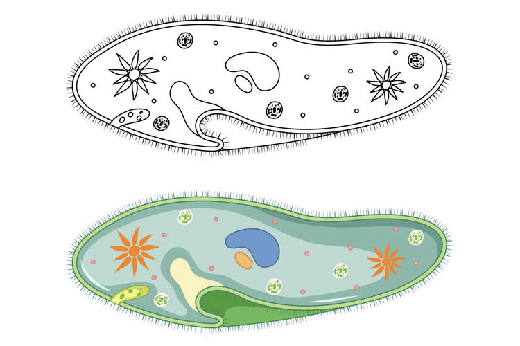 Ilustrasi ciri-ciri protozoa.
