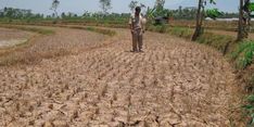 Ini Cara Kementan Antisipasi Kekeringan Sawah di Kebumen