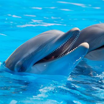 Ilustrasi lumba-lumba. Bahasa siul atau bersiul pada manusia, menurut studi baru bisa menjadi cara berkomunikasi dengan lumba-lumba. 