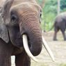 Seorang Anggota TNI Tewas Diinjak Gajah Liar di Sumsel