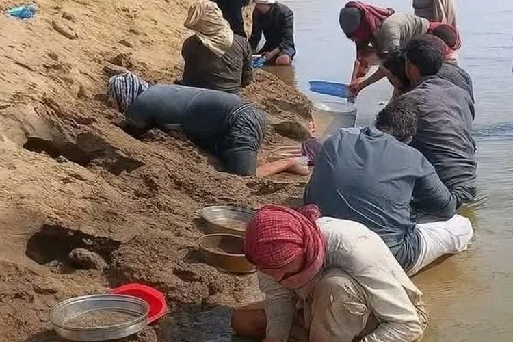 Warga di pedesaan Raqqa, Suriah, menggali tepi Sungai Eufrat, setelah air sungai tersebut menyusut dan memunculkan gundukan tanah berkilauan seperti emas.