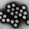 Apa Itu Adenovirus, Virus yang Menyerang Anak di India?