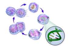 Apa Itu Apoptosis?