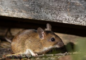 5 Bau yang Menandakan Adanya Tikus di Rumah, Segera Singkirkan