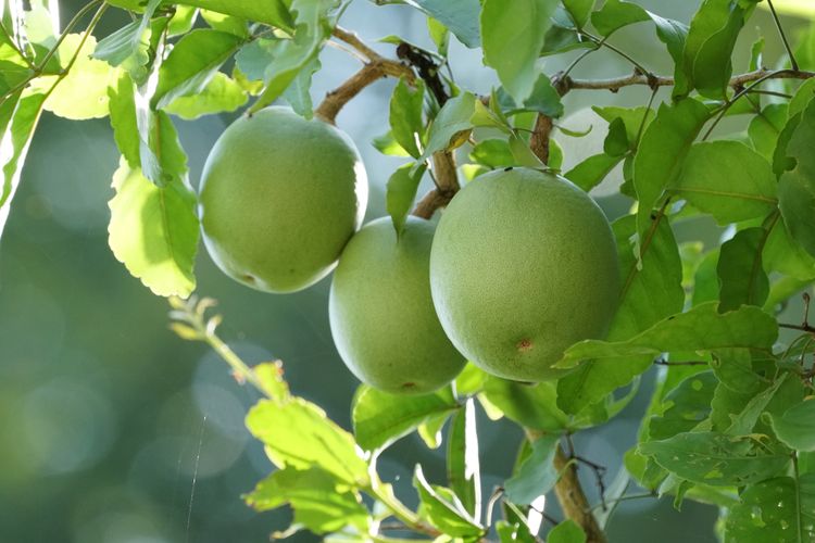 Ilustrasi buah maja. 