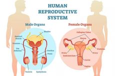 Penyakit Pada Organ Reproduksi Manusia