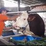 Tahan Panas, Sapi Merah Putih Peluang Baru di Tengah Krisis Iklim