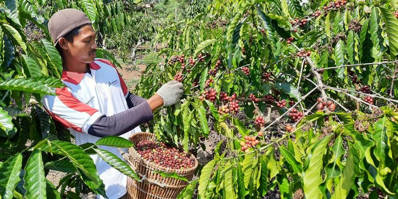 Petani kopi Tanggamus Lampung. 