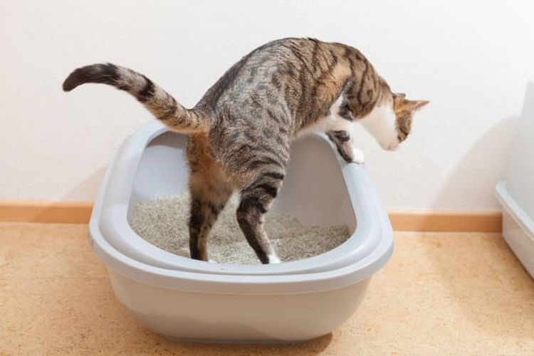 Cara mengatasi masalah kucing yang susah buang air besar.