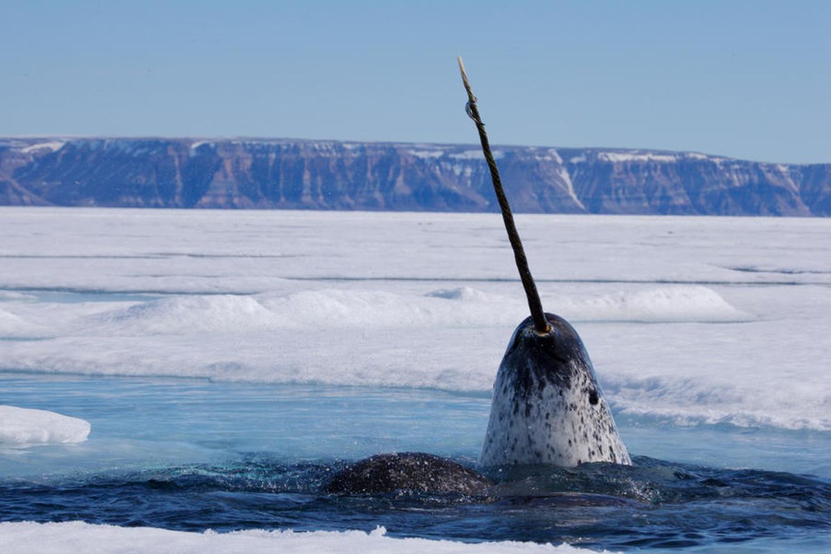 Narwhal: Hewan laut kutub yang memiliki tanduk 