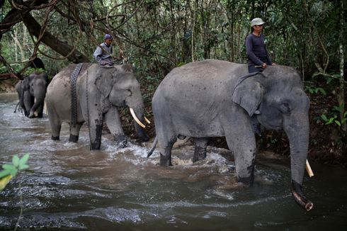 Kawanan Gajah Tiga Hari Berkeliling Permukiman dan Merusak Ladang