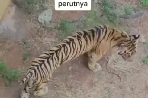 Video Viral Harimau Kebun Binatang Perut Kempis, Polisi: Dokternya Bilang Masih Wajar