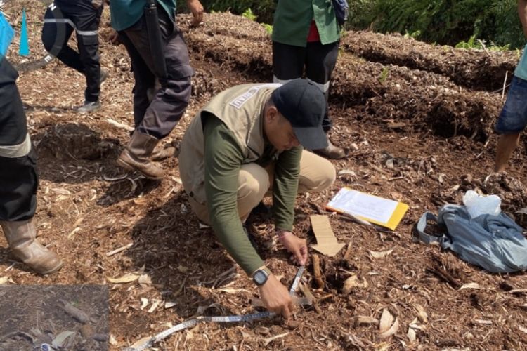 Harimau Terkam Bocah hingga Tewas di Pelalawan Masih Berkeliaran, BKSDA Ungkap Perubahan Perilaku