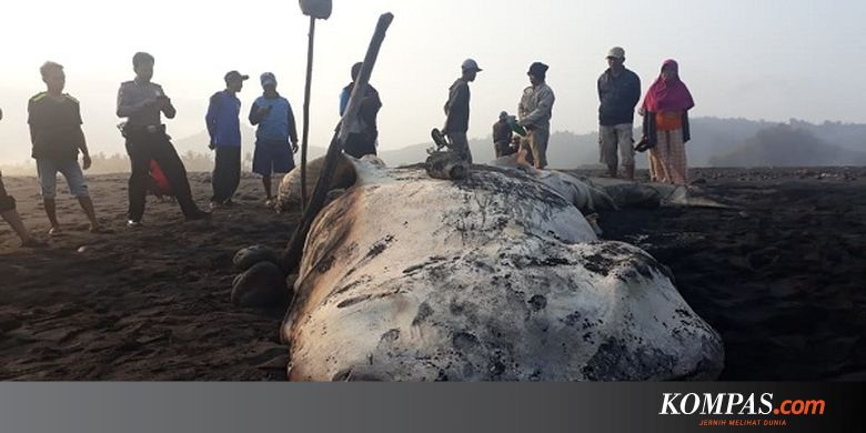 Lagi, Hewan Laut Terdampar di Pesisir Lumajang