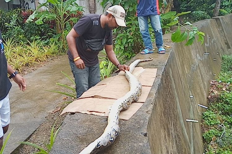 Warga kawasan Ahuru, Kecamatan Sirimau Ambon memangkap seekor ular piton di kawasan tersebut, Rabu (4/9/2019) Foto dok Usman