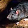 Ini Beberapa Solusi Cegah Tikus Masuk ke Dalam Mobil