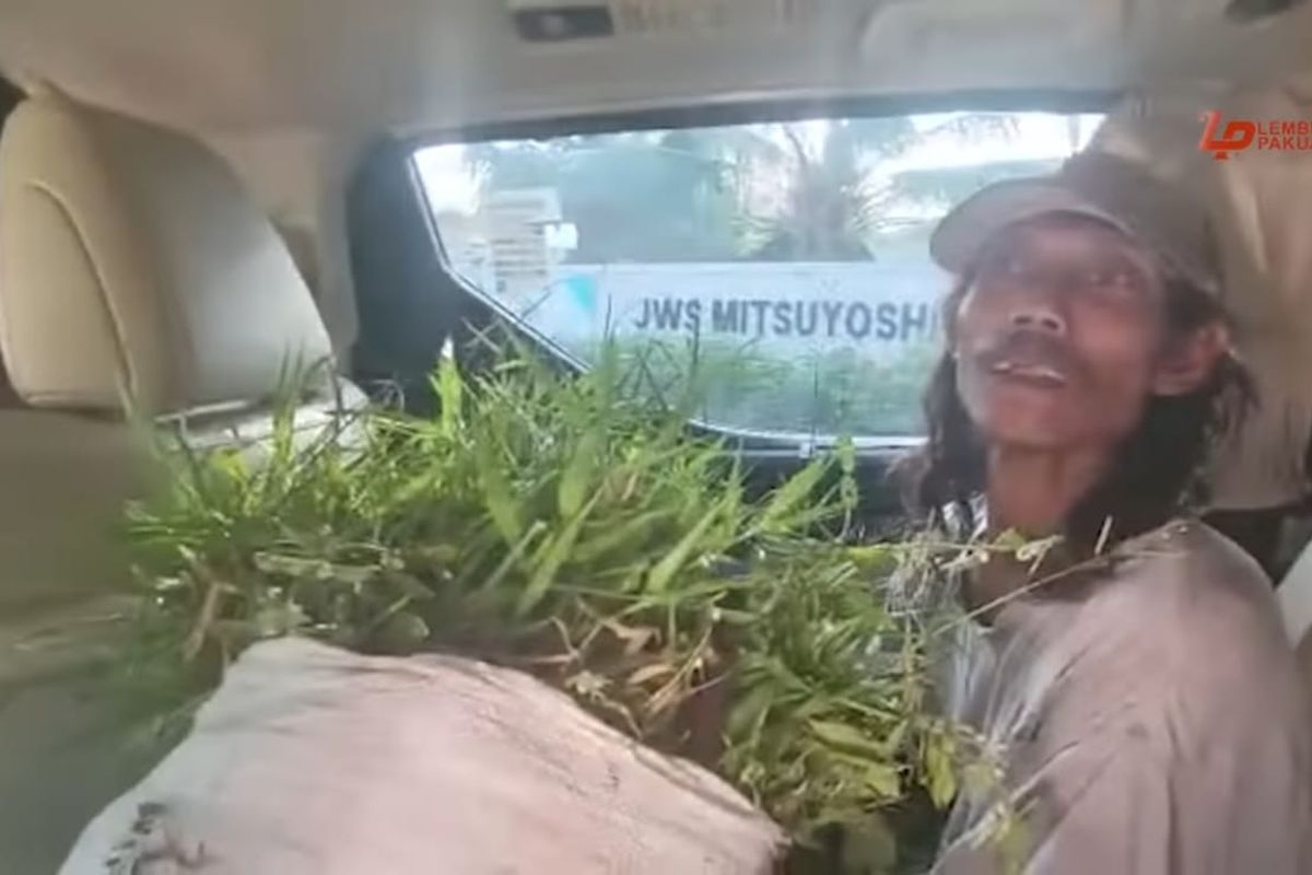 Mobil Toyota Aplhard Dedi Mulyadi dipakai untuk mengangkut rumput.