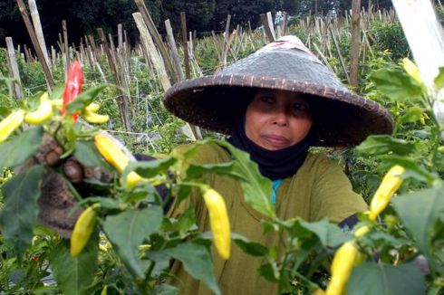 Upah Buruh Tani Meningkat, Kesejahteraan Petani Terdongkrak