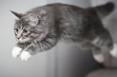Alasan Kucing Suka Melompat dan Tinggi Lompatannya