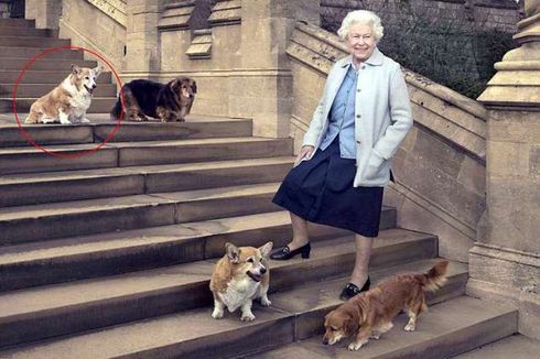 Anjing Kesayangannya Mati, Ratu Elizabeth Berduka