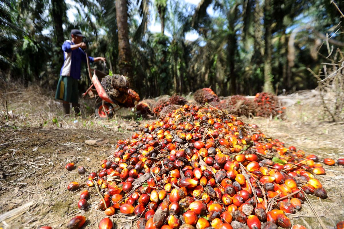 Petani mengumpulkan buah sawit hasil panen di perkebunan Mesuji Raya, Ogan Komering Ilir,  Sumatera Selatan, Senin (9/5/2022). Gabungan Pengusaha Kelapa Sawit Indonesia (GAPKI) berharap larangan ekspor minyak kelapa sawit atau crude palm oil (CPO) dan produk-produk turunannya tidak berlangsung lama, karena akan mempengaruhi keseluruhan ekosistem industri sawit nasional.