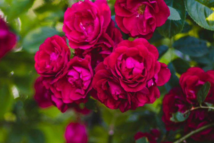 Ilustrasi tanaman mawar.