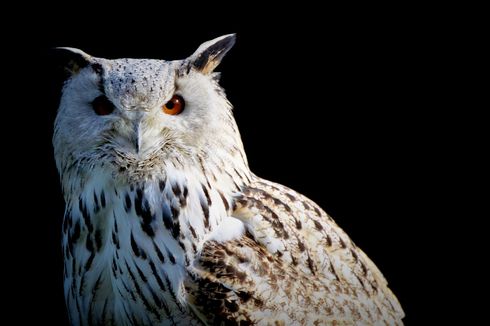 Mungkinkah Kita Memelihara Burung Hantu Seperti Harry Potter?