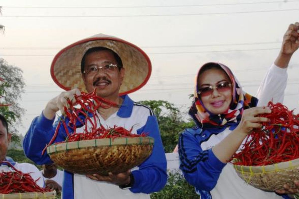 Gubernur Sumatera Utara Erry Nuradi saat panen raya cabai merah di Kabupaten Batubara, Selasa (28/2/2017)