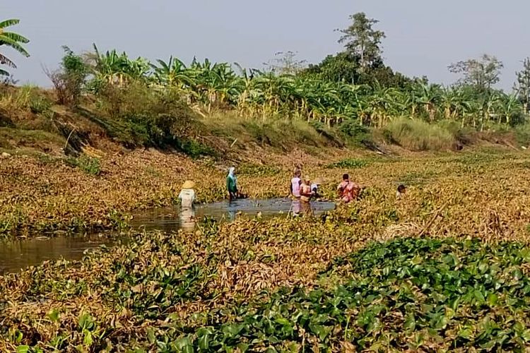 Air dari Kedung Ombo Tiba di Pati, Petani Kompak Bersihkan Eceng Gondok demi Aliri Sawah