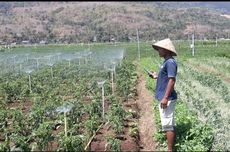 Petani Sekaligus Polisi di Bantul Manfaatkan Teknologi Google Assistant untuk Pertanian