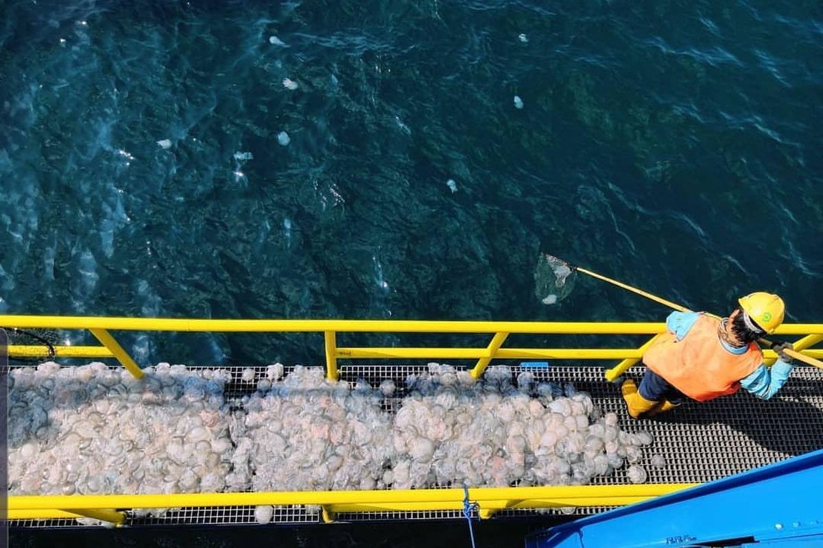 Petugas menjaring ubur-ubur di PLTU Paiton sebelum dilepas ke tengah laut.