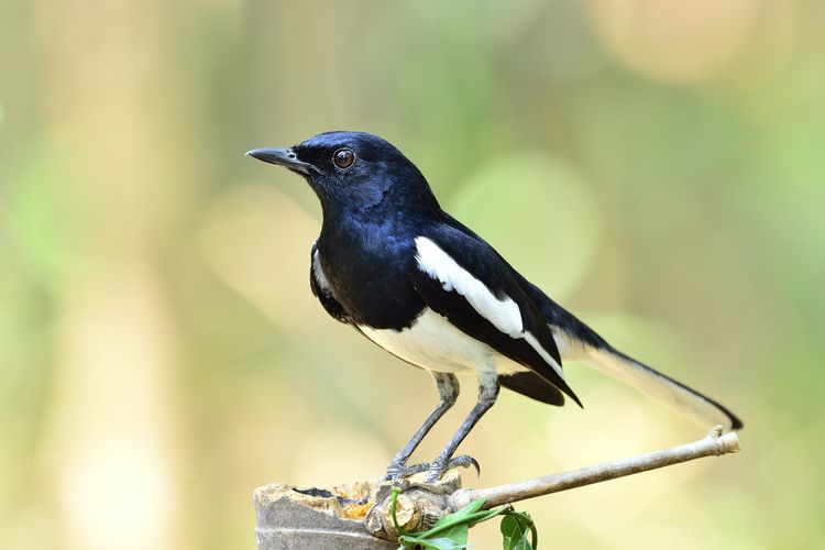 12+ Gambar burung kacer yang bagus terbaru