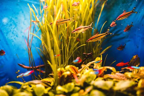 Mengenal 6 Jenis Aquascape yang Paling Bagus di Aquarium!