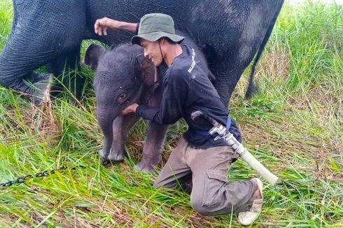 Anak Gajah Lahir di PLG Banyuasin, Jadi Kelahiran Ke-9 dalam 10 Tahun Terakhir