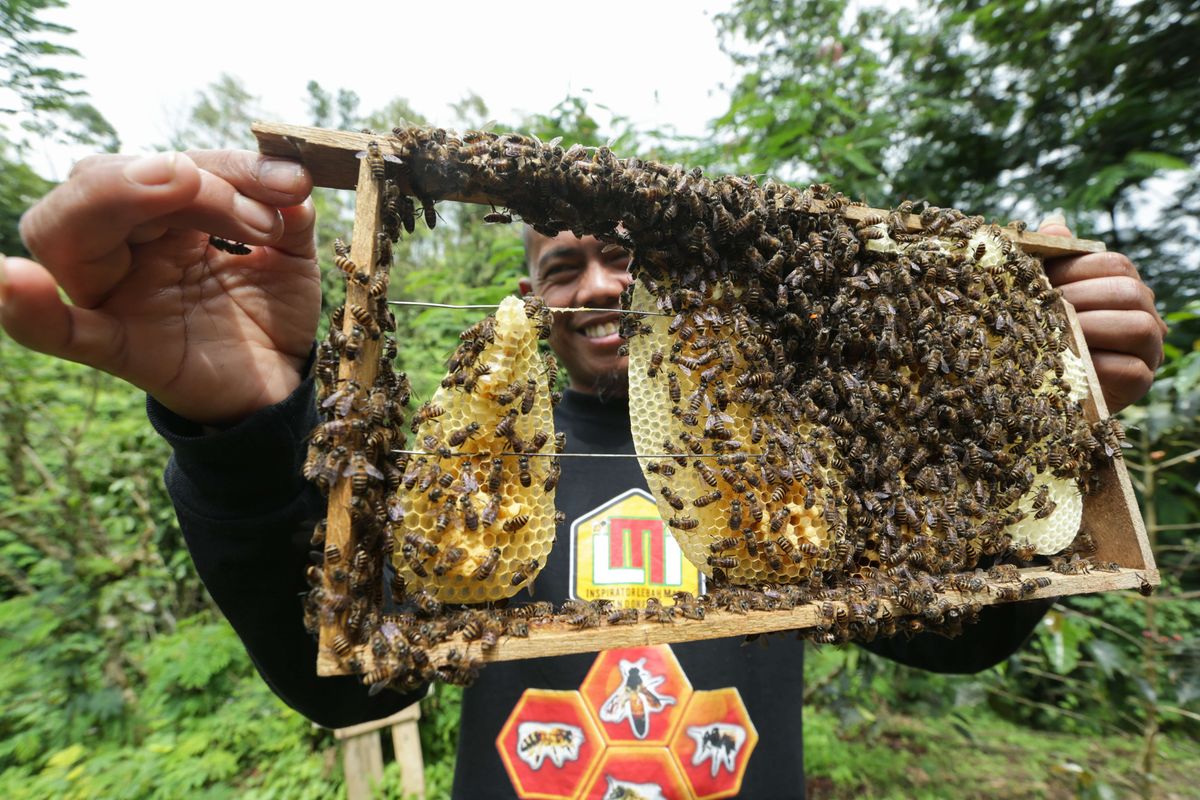 Pendiri madu Takoma, Slamet Suryadi memanen madu di peternakan madu Takoma, Sidamanik, Simalungun, Sumatera Utara, Minggu (12/12/2021). Penangkaran yang diinisiasi sejak tahun 2015 ini memiliki konsep agrowisata edukasi dan konservasi.