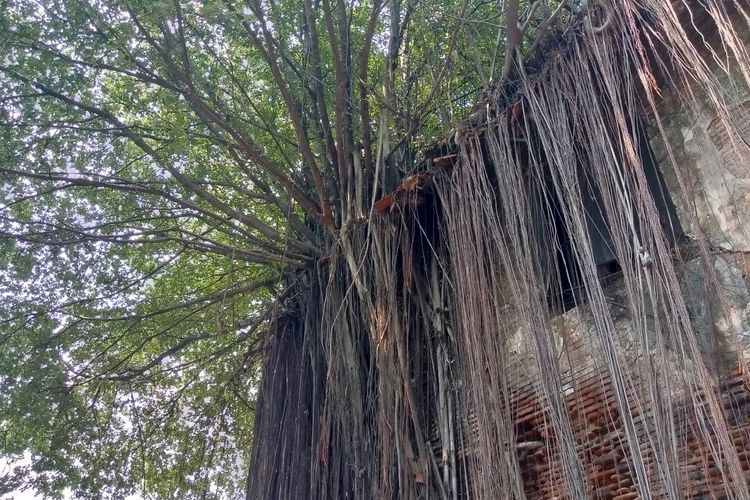 Akar pohon beringin yang mencengkram dinding Gudang Timur, Jakarta Utara