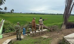 Rehabilitasi Sawah di Aceh Timur Mulai Berbuah Panen, Hasil Capai 6 Ton Per Hektar