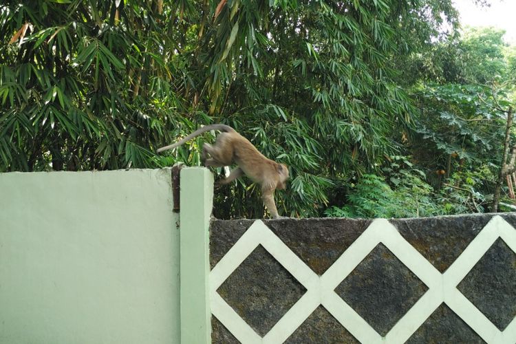 Monyet Ekor Panjang terlihat di Kantor Balai Taman Nasional Gunung Merapi (TNGM) di Jalan Kaliurang Km 22, Hargobinangun, Pakem, Sleman