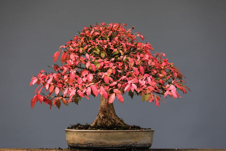 Ilustrasi tanaman bonsai, pohon bonsai. 