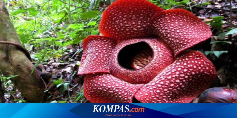 Bedanya Wisata Bunga Rafflesia Di Indonesia Dan Malaysia Halaman All Kompas Com